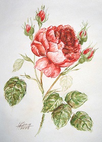 Reto_rose-2.jpg