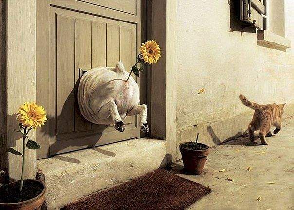 котопес.jpg